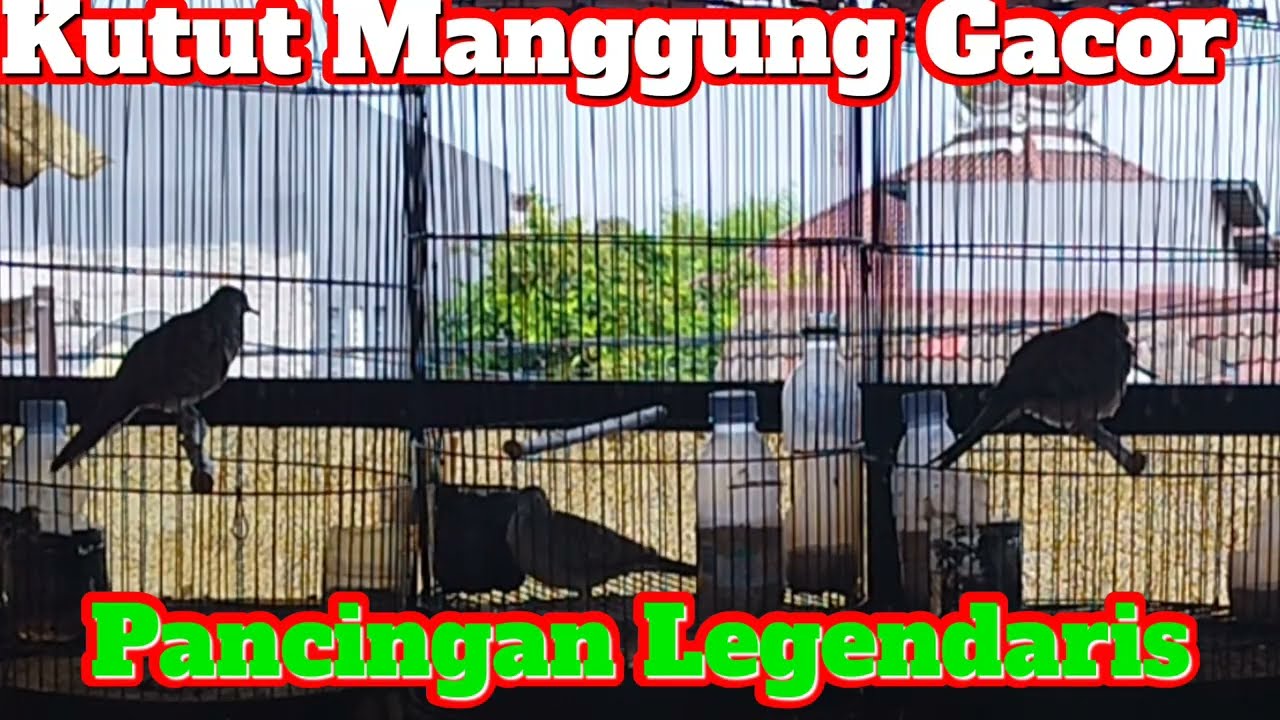 Perkutut Manggung Gacor Sebagai Pancingan Legendaris