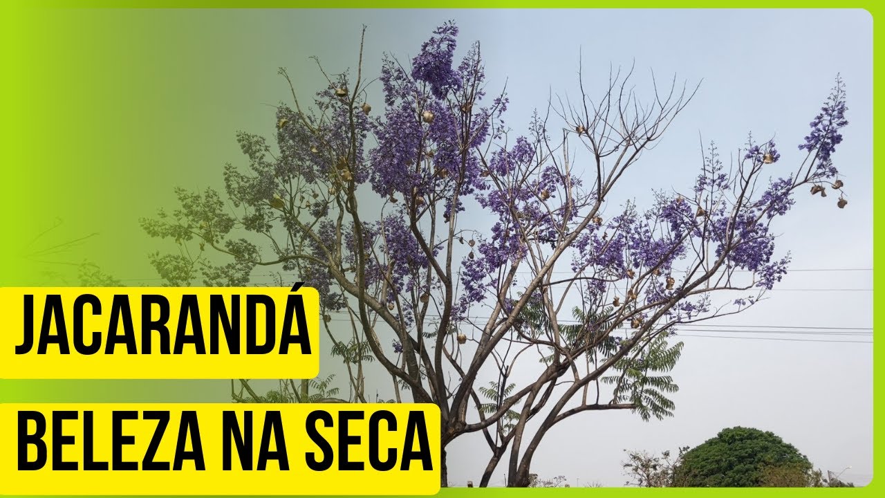 Jacarandá Caroba: Beleza exuberante.