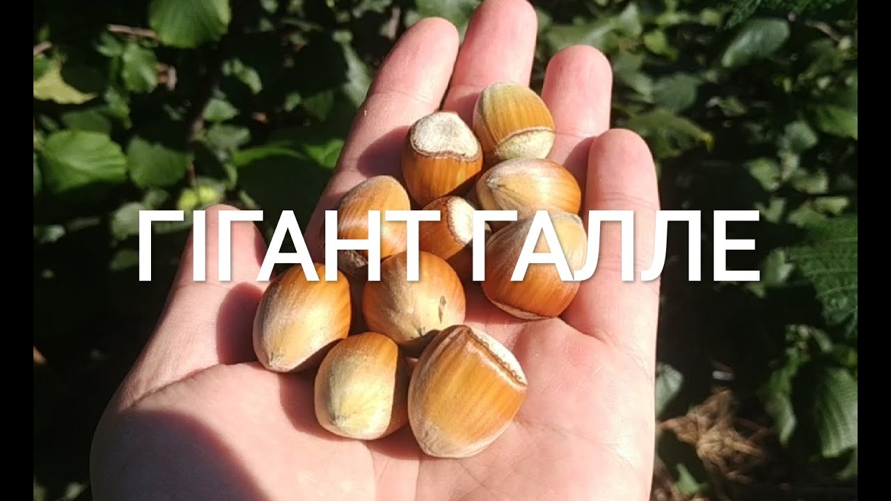 Галле сорт фундука. Огляд горішків та закладка врожаю