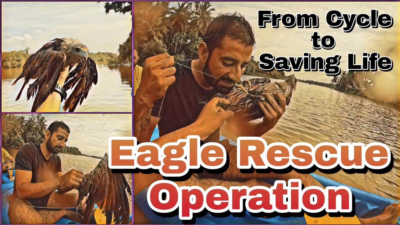 Eagle Saved from Drowning | Our Real Life Rescue Story | Kayaking Adventure Turned Rescue Mission