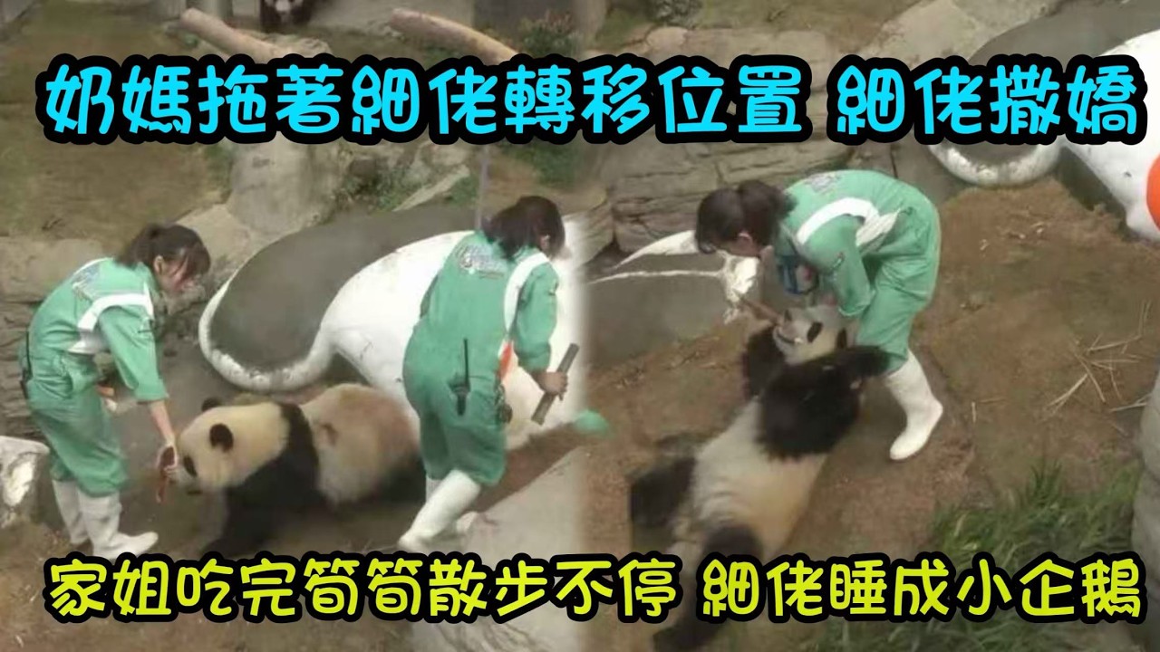 2月21日  大年初五  家姐細佬跟著奶媽出來吃竹筍，細佬吃飽就睡，家姐兩次過來叫醒細佬 #大熊貓家姐細佬 #大熊貓加加得得