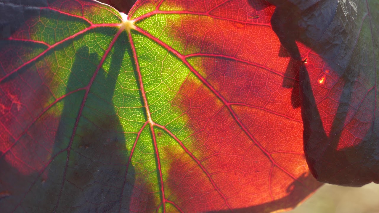 Autumn Vine Leaf in Macro - Free Stock Footage