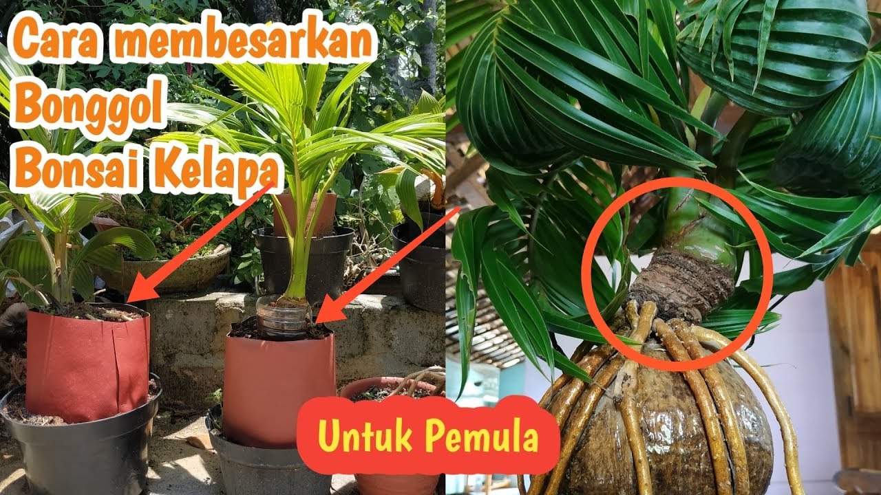 CARA MEMBESARKAN BONGGOL ATAU BATANG BONSAI KELAPA