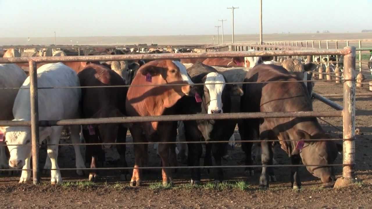 Video Postcard: Cattle Call - Amarillo, Texas