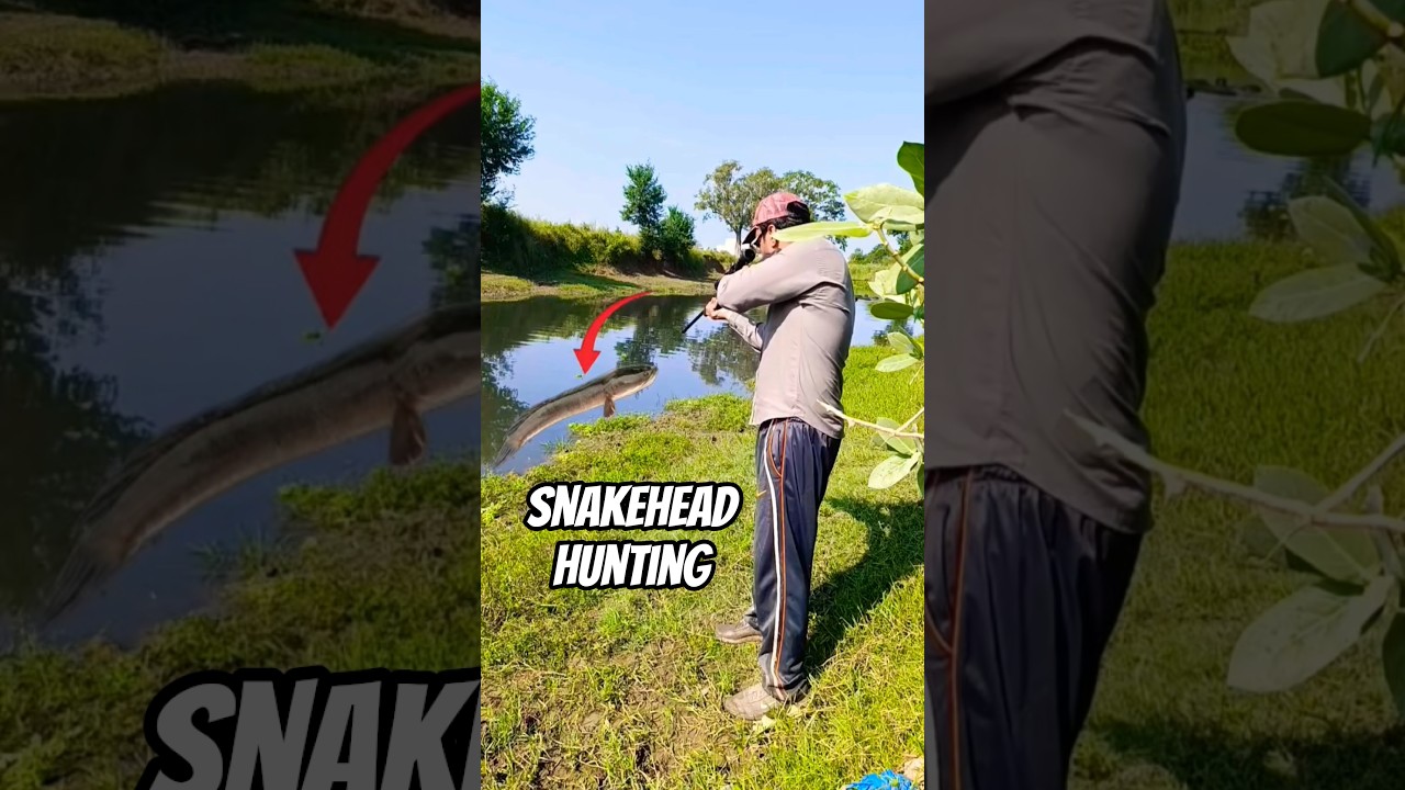 Airgun Fish hunting | snakehead fish hunting 