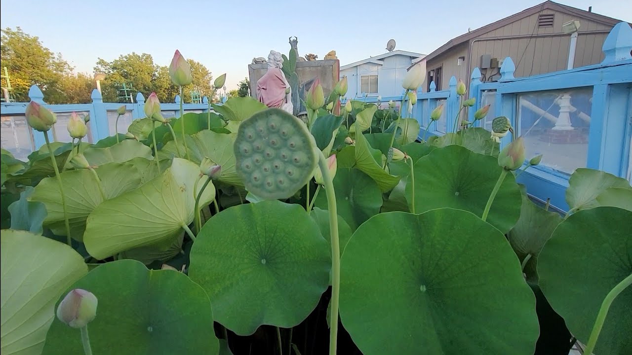 Lao Temple in Fresno - Setting up getting ready for Boon Bung Fai- will be on June 17 & 18, 2023