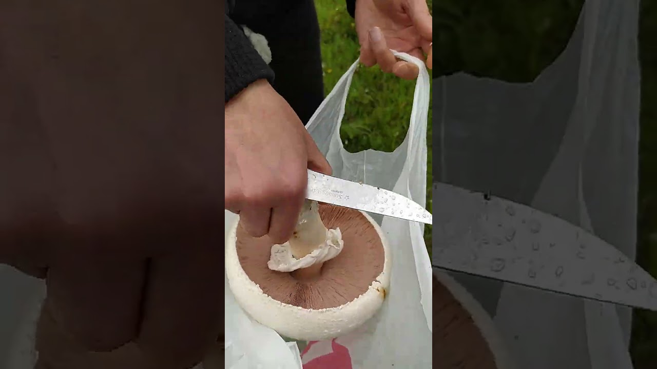 Dev çayır mantarı