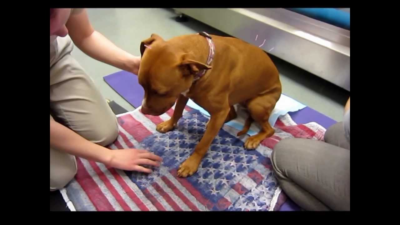 Veterinarian Dr. Chau treats dog for paralysis with amazing results the same day