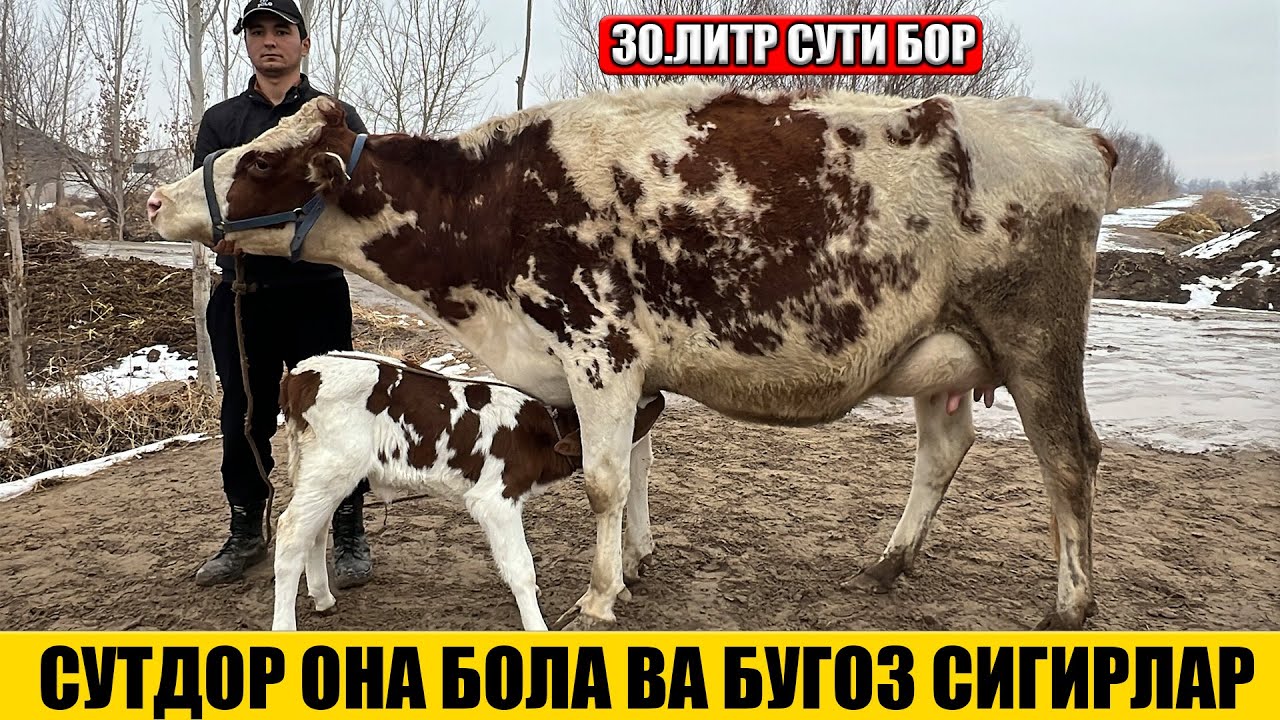 СУТДОР ОНА БОЛА ВА БУГОЗ СИГИРЛАР ОГАБЕК 26-01-2026