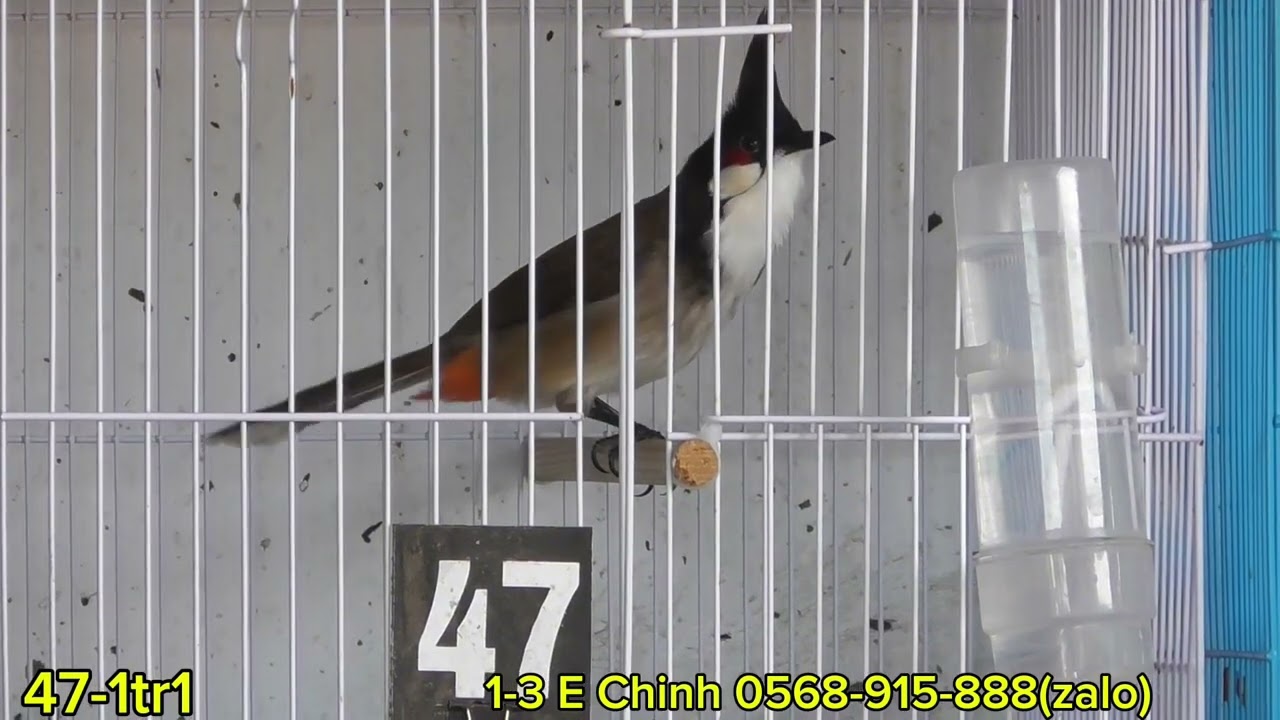 1-3 Gửi AE Lô Bổi Chất Như Nước Cất - Phách Nết Bóng Bộ Nét Căng Giá êm Mời AE Chọn Lựa