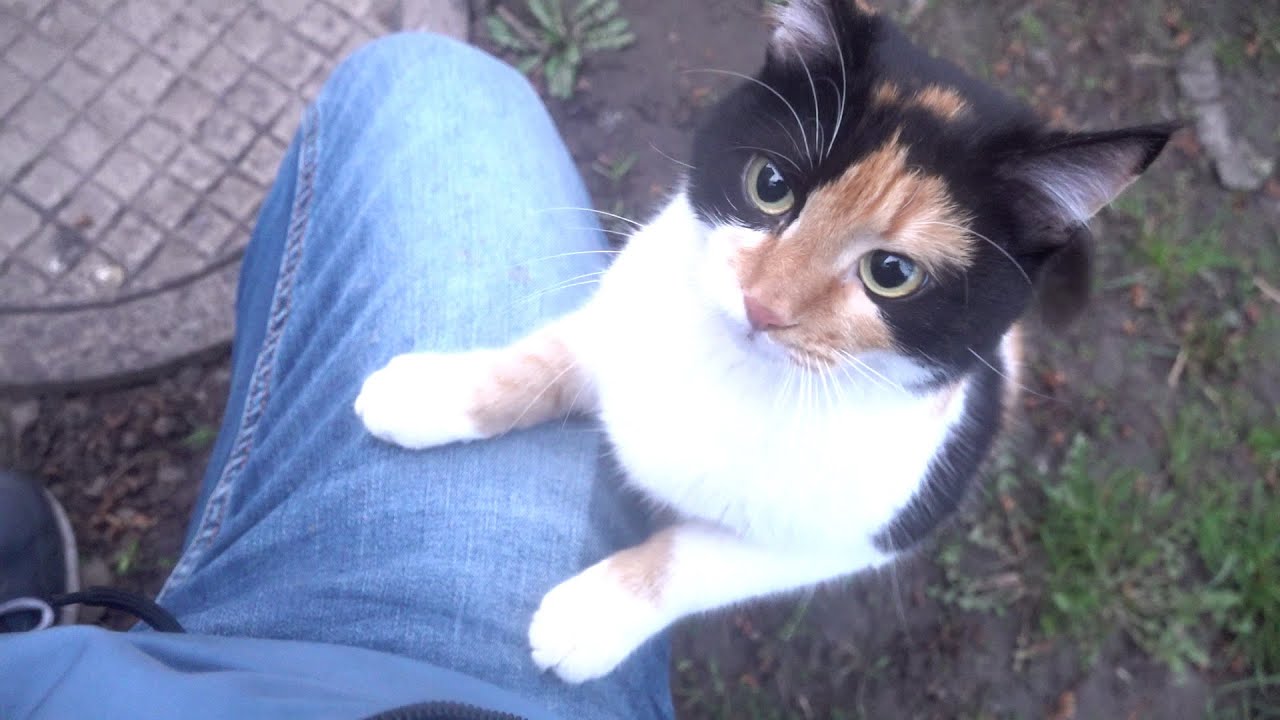 A young calico cat lives in the company of old cats