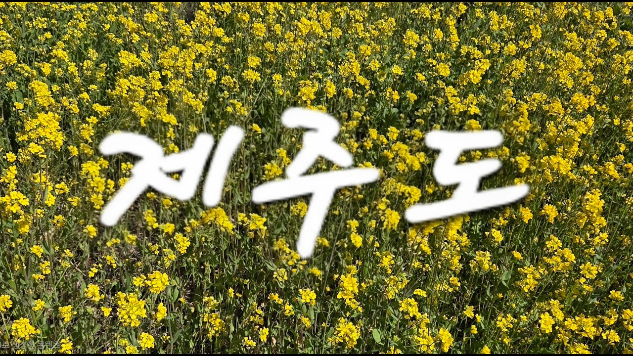 * 유채꽃 향기 가득한 제주 서귀포의 봄날. Seogwipo, Jeju, filled with the fragrance of rapeseed flowers.
