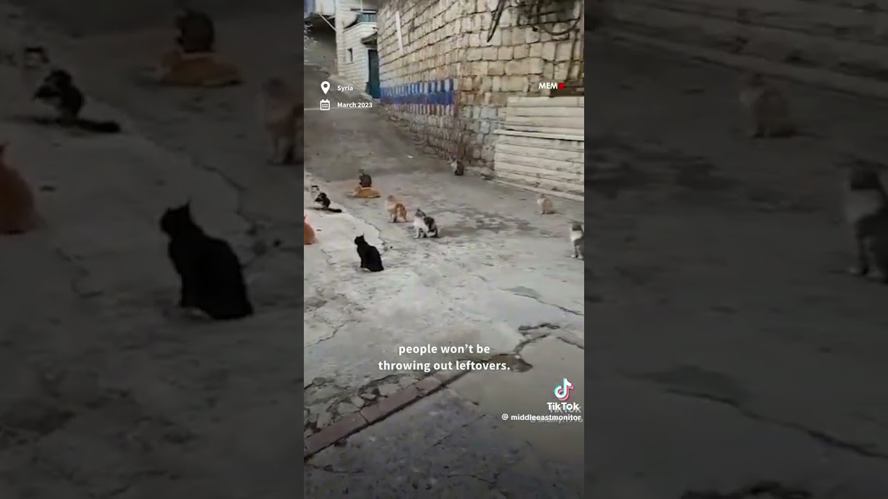 😸 Cat Khutbah | Syrian Man Prepares Cats for Ramadan 