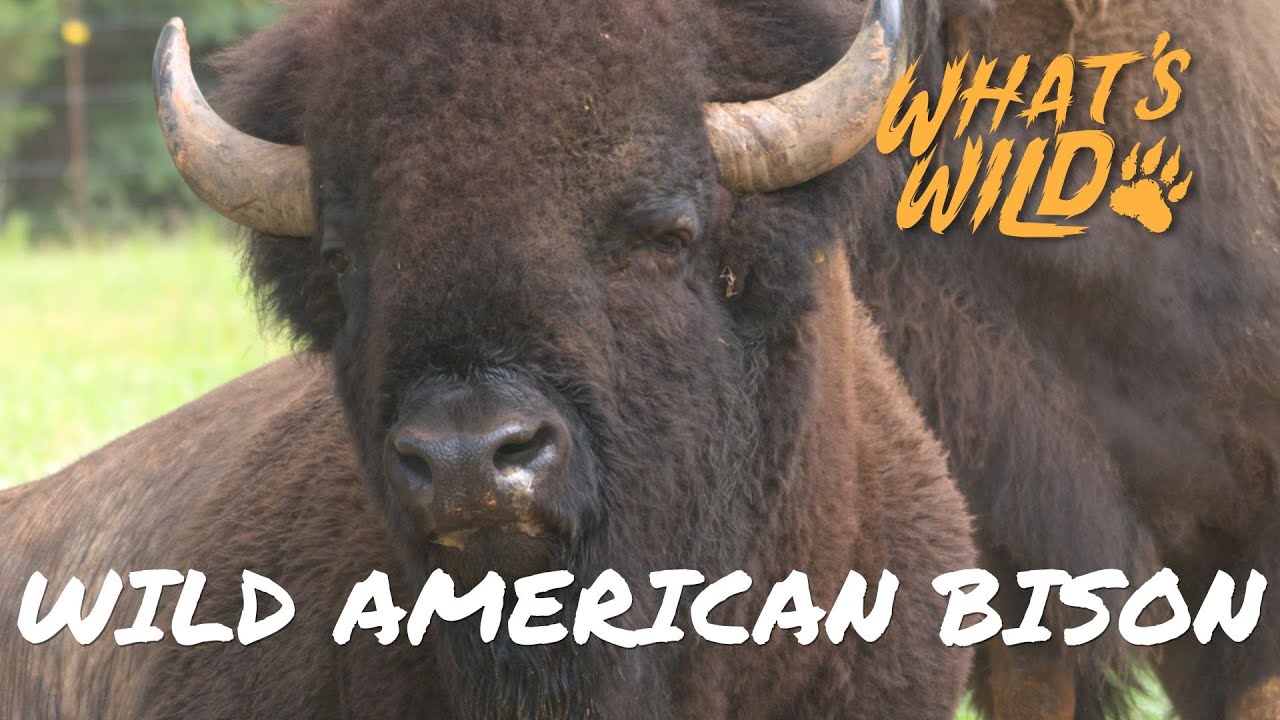 Meet a Symbol of American Resilience - Bison | What's Wild