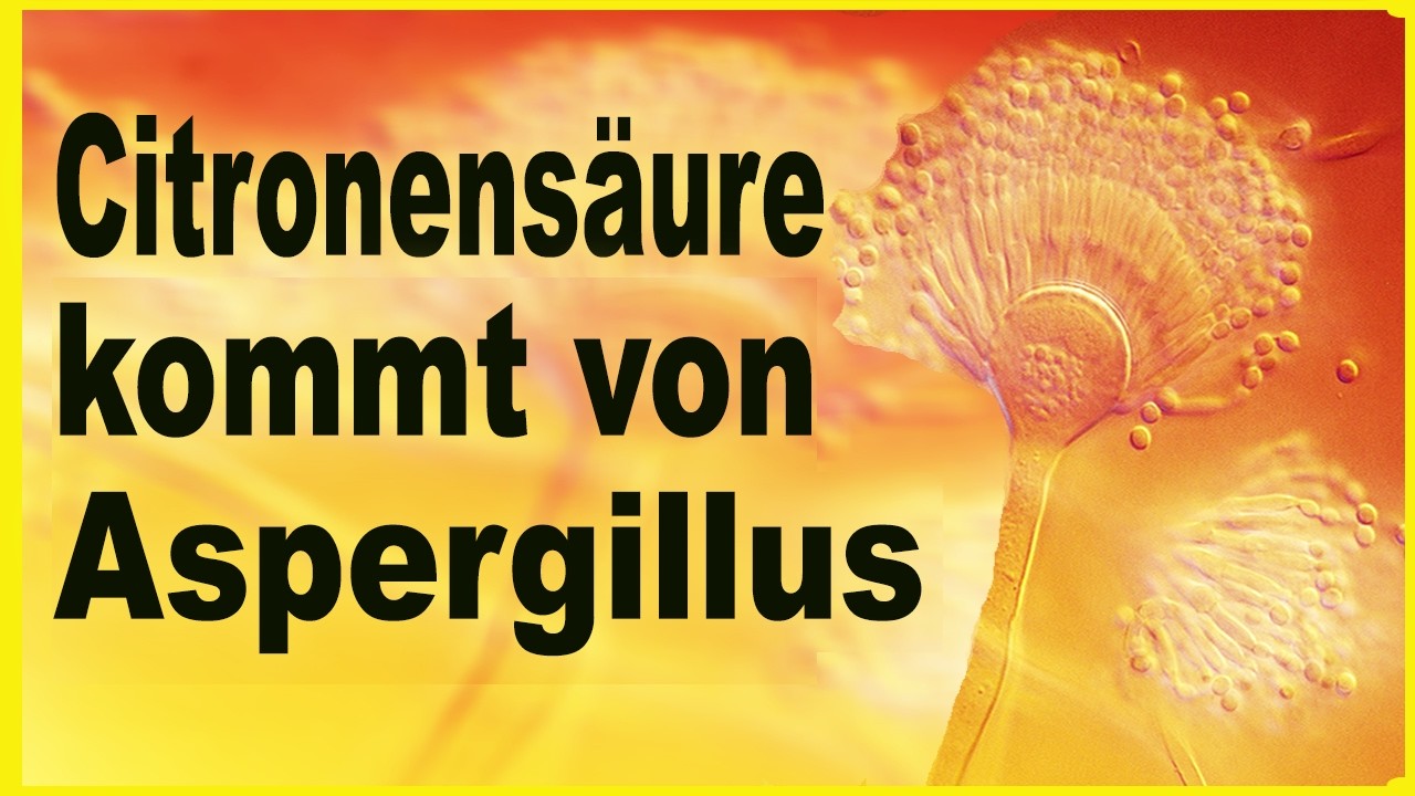 590 - Zitronensäure kommt nicht von Zitronen ! Aspergillus = extrem gefährlich !!!