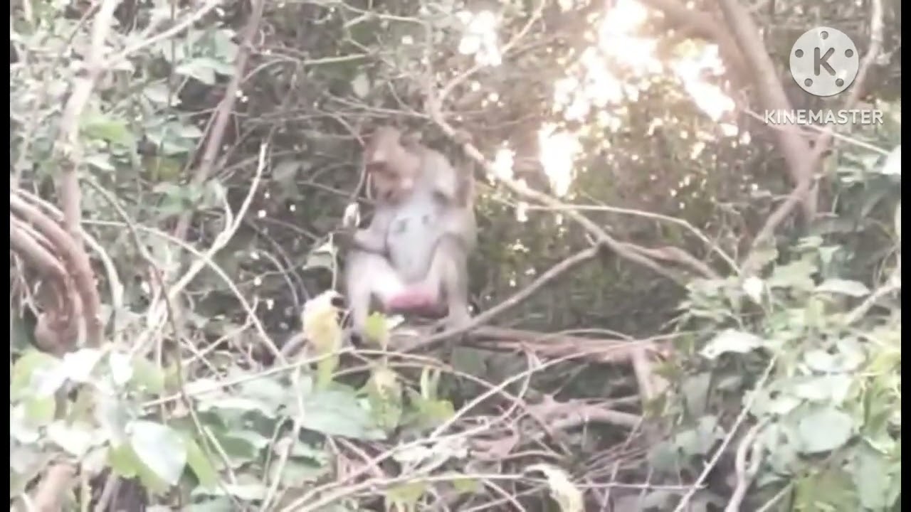 ป่าคือความสุข