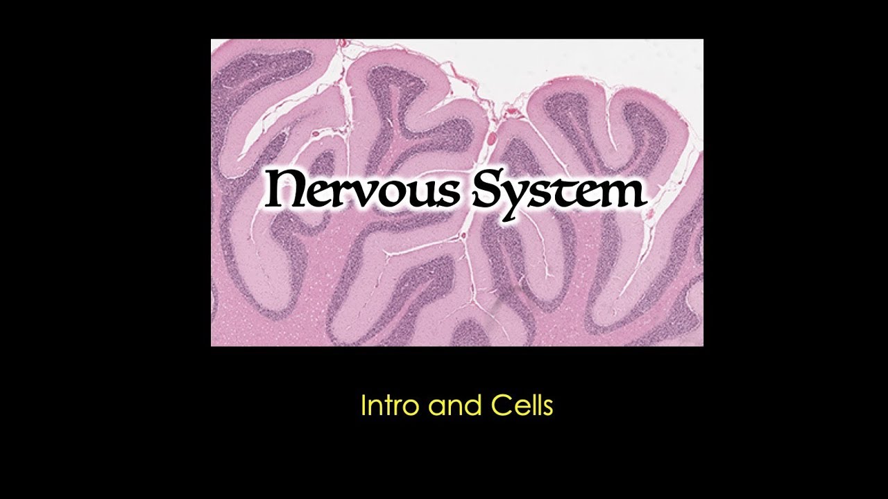 Nervous System: Cells