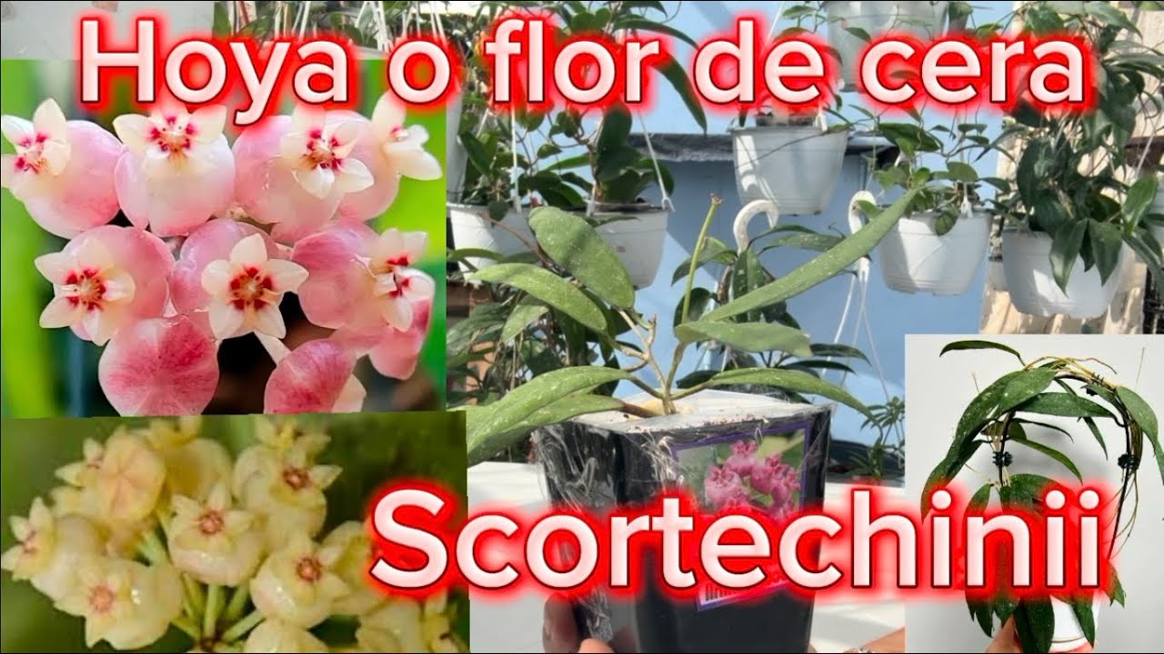 💚Scortechinii la fascinante hoya o flor de cera de Malasia.💚