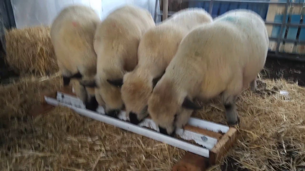 Hampshire Down Shearlings