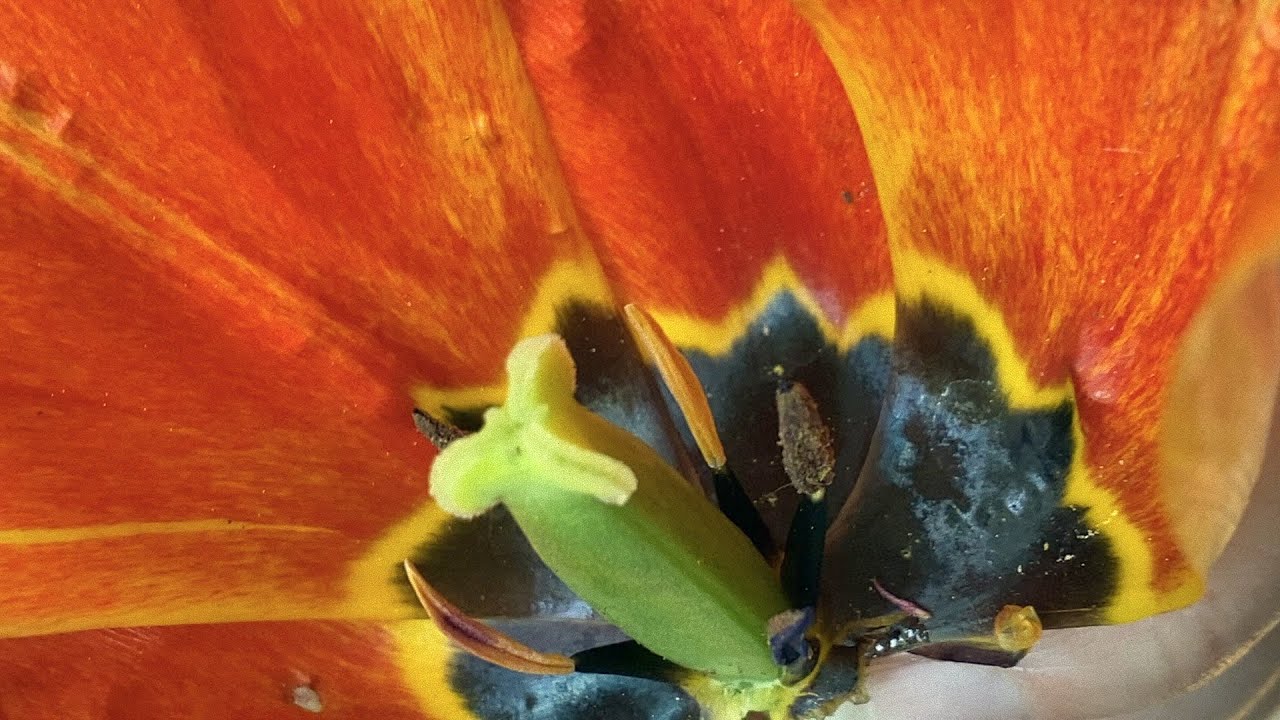 Okrytonasienne biologia klasa 5