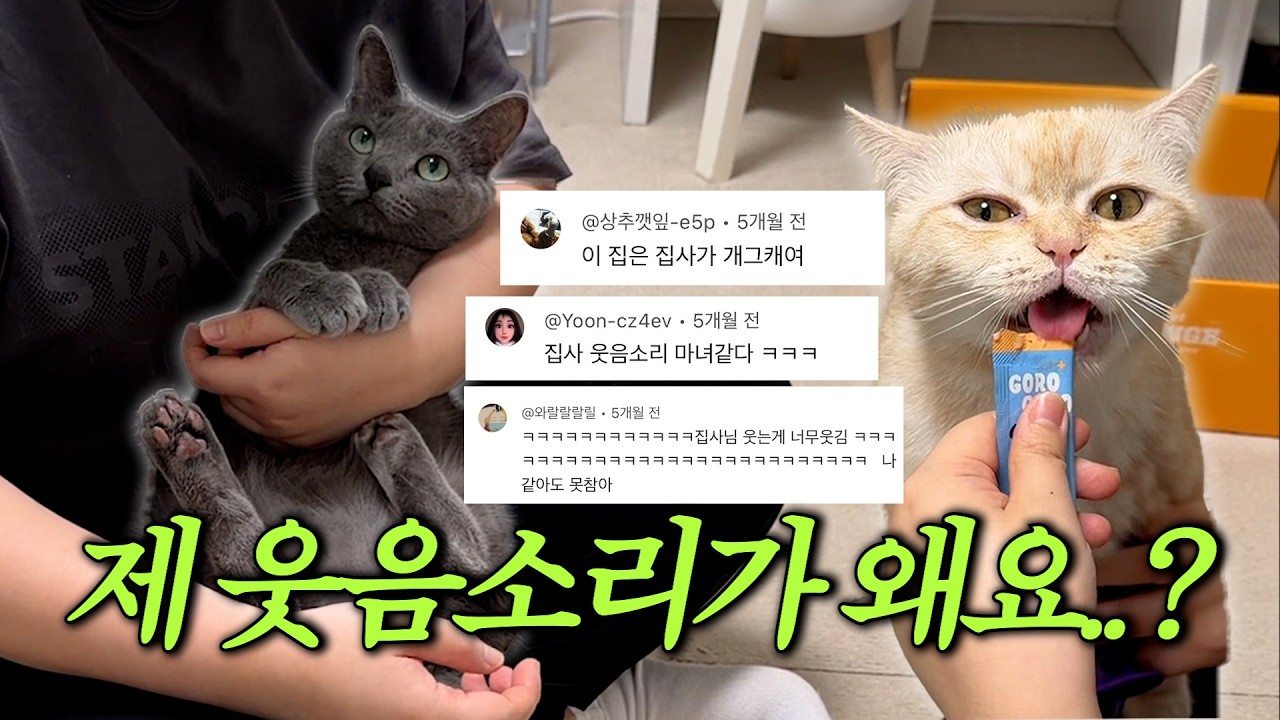 [VLOG] 아기 육아👼🏻 아니고..고양이 두 마리🐈🐈‍⬛ 육아하는 N년 차 개그 콤비 집사 부부 (feat.털 지옥..)