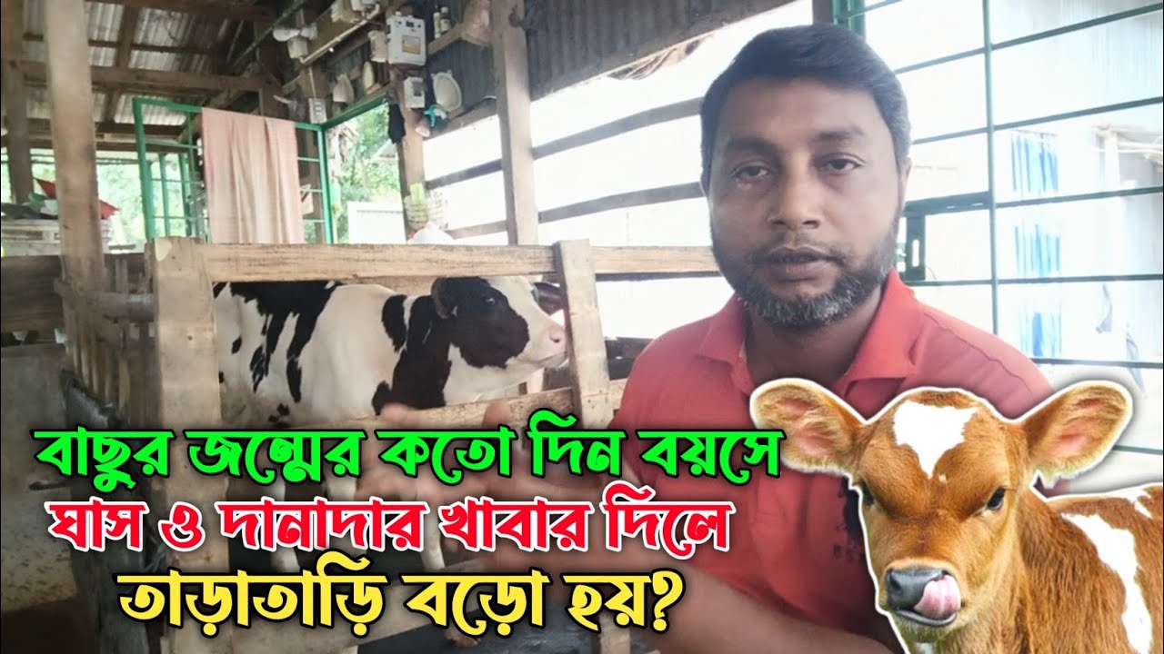 বাছুর জন্মের কতো দিন বয়সে ঘাস ও দানাদার খাবার দিলে তাড়াতাড়ি বড়ো হয়?🐄😱😱