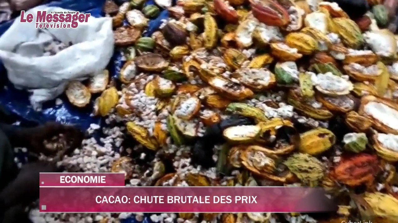 Cacao : chute brutale des prix