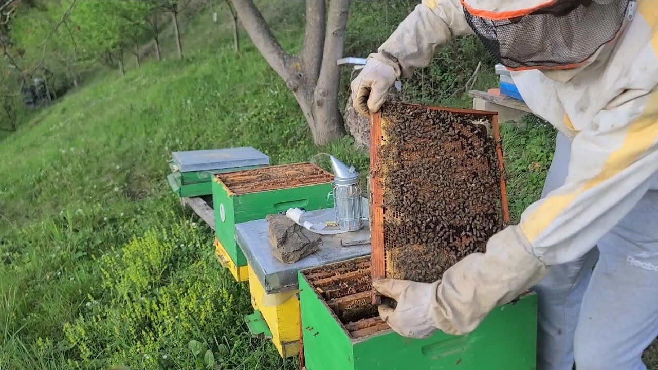 Razrojavanje pčela pre bagrema Pčelarstvo 06.04.2024.
