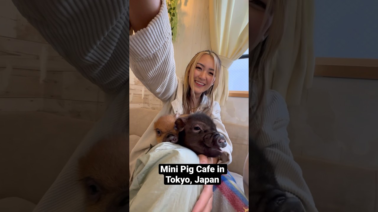 Mini Pig Cafe в Токио, Япония