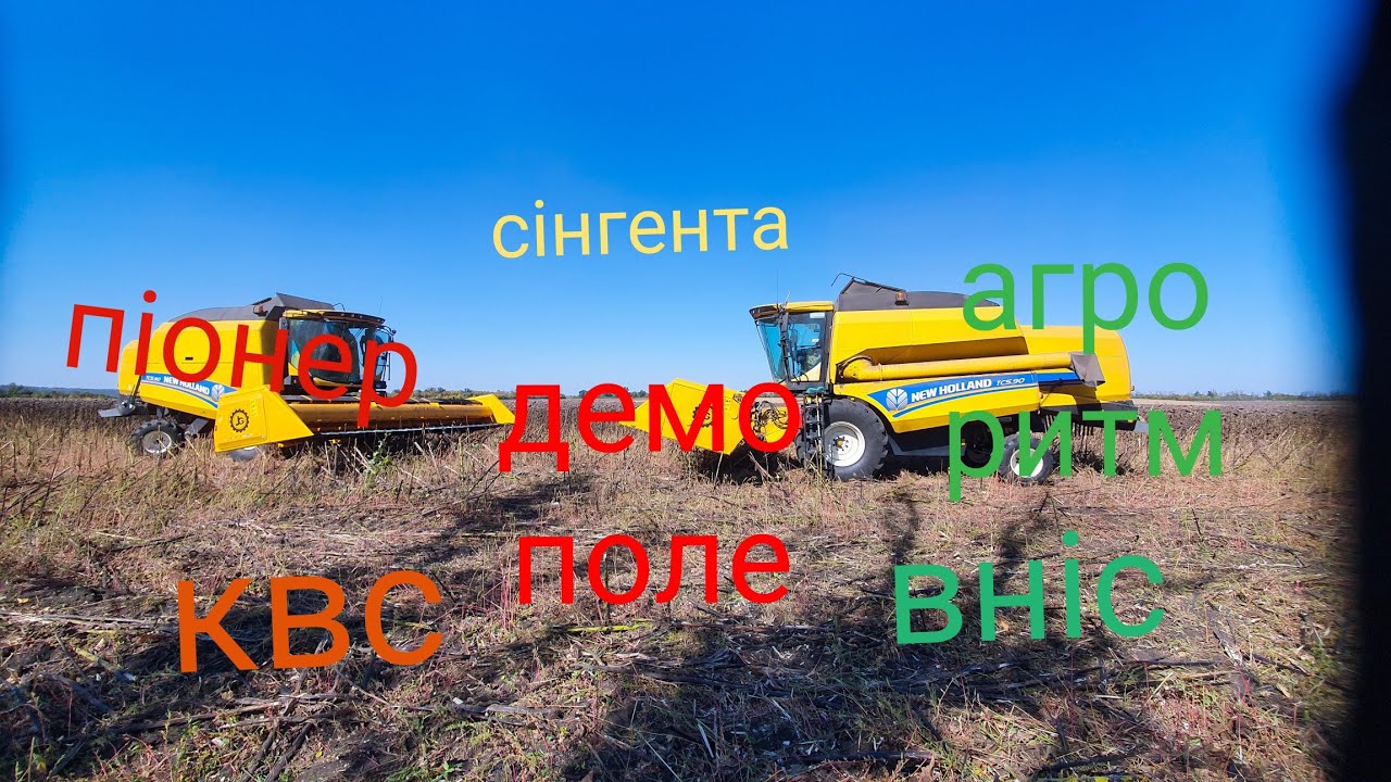 Косимо демо поле соняшника🌻🌻🌻