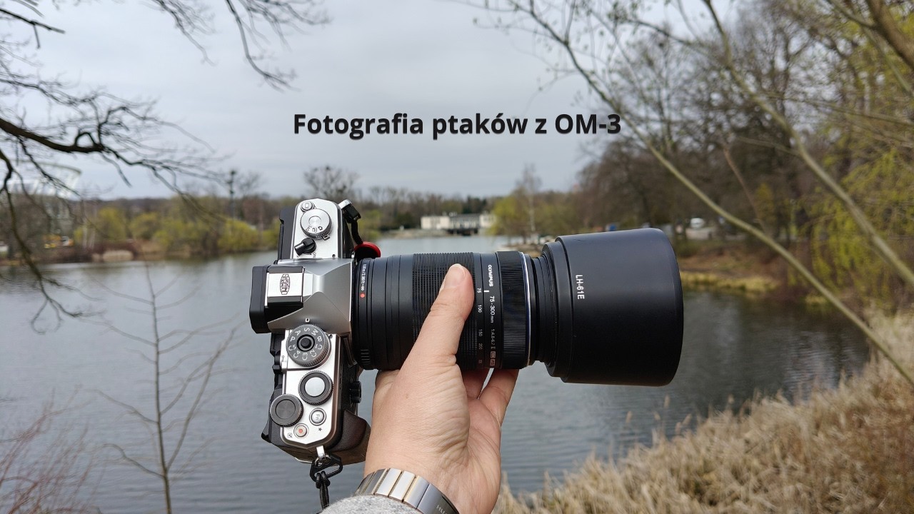 Ten aparat to naprawdę ułatwia - fotografia ptak&oacute;w z OM-3