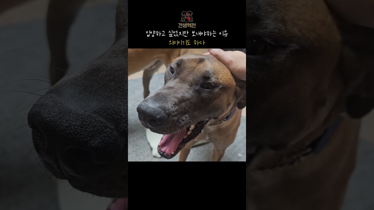 내가 가장 아끼던 명품견을 캐나다로 보낸 이유