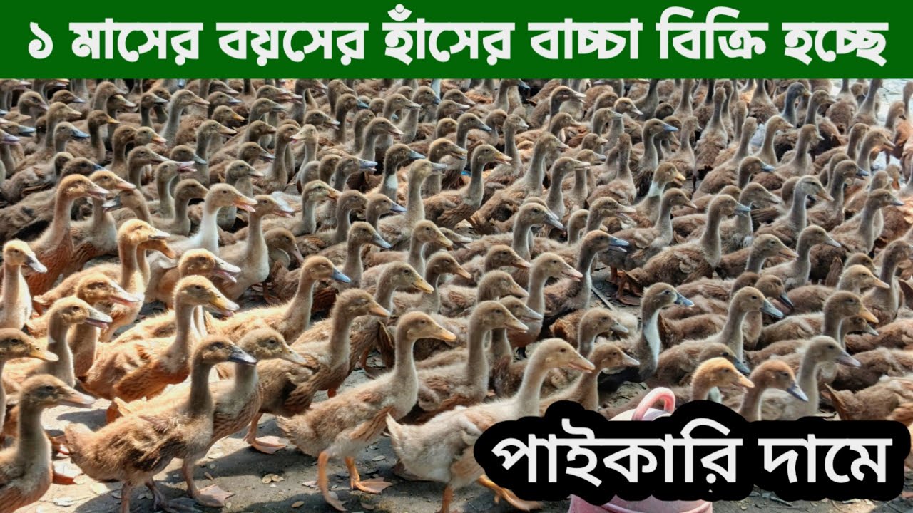 ১ মাসের বয়সের হাঁসের বাচ্চা বিক্রি হচ্ছে পাইকারি দামে। মাশাল্লাহ হাসের খামার। 