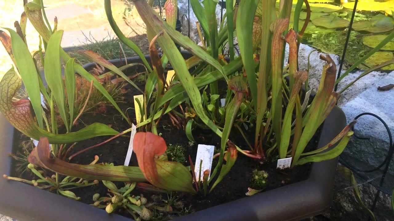 Carnivorous Bog Pots update for August: Sarracenia Sundews and more!