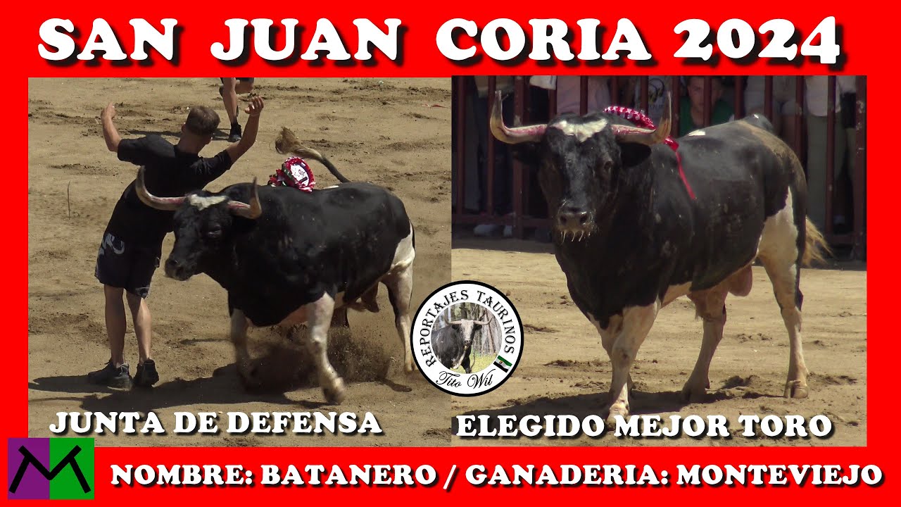 BATANERO GANADERIA MONTEVIEJO JUNTA DEFENSA  ELEGIDO MEJOR TORO SAN JUAN 2024 #coria #toros #bull