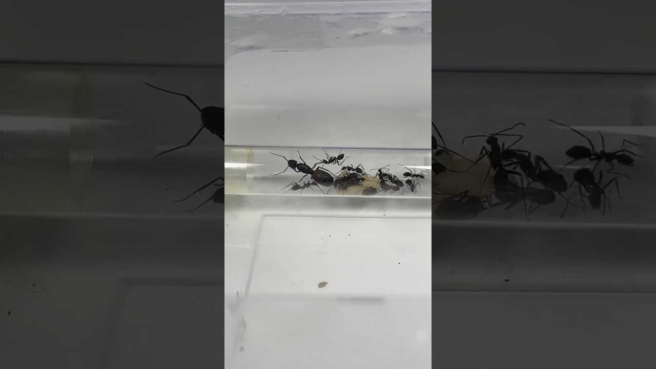 Déménagement terminé pour ces fourmis !