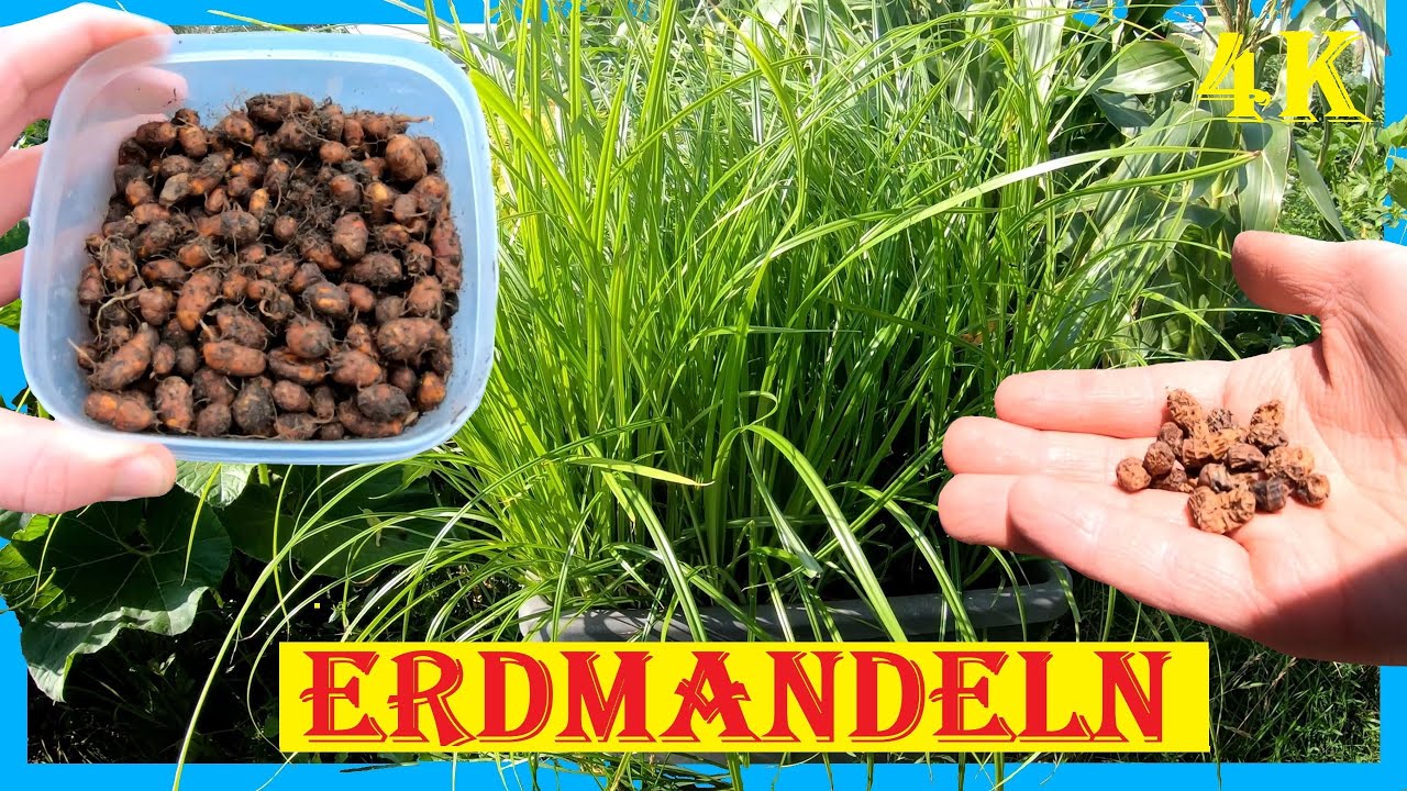 Erdmandeln (Tigernüsse) im eigenen Garten anbauen - Von der Aussaat bis zur erfolgreichen Ernte