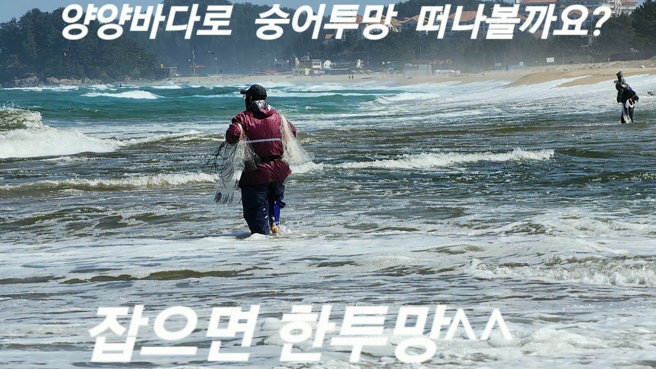 낙산 숭어 한투망 가득 올라옵니다 대단하십니다 #투망낚시 #투망달인 #동해바다 #멋지다 #바다투망 #숭어잔치 