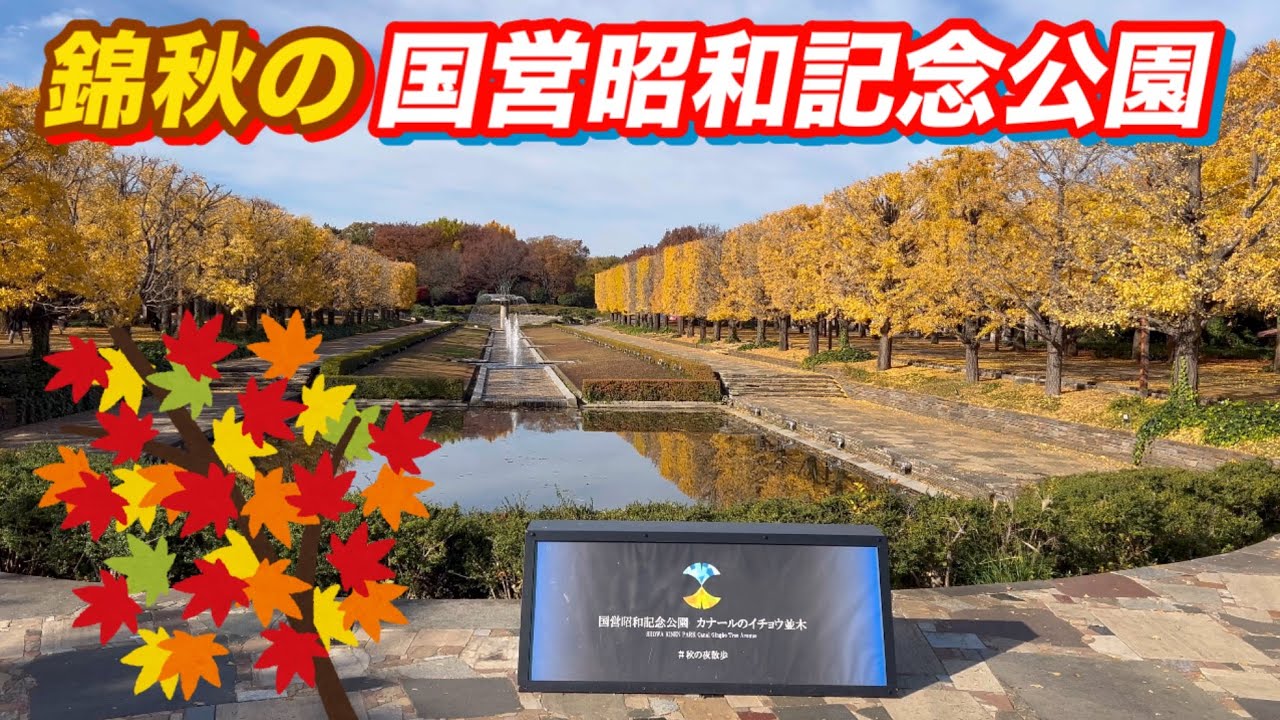 ２０２５年１１月２４日、国営昭和記念公園の紅葉満喫！