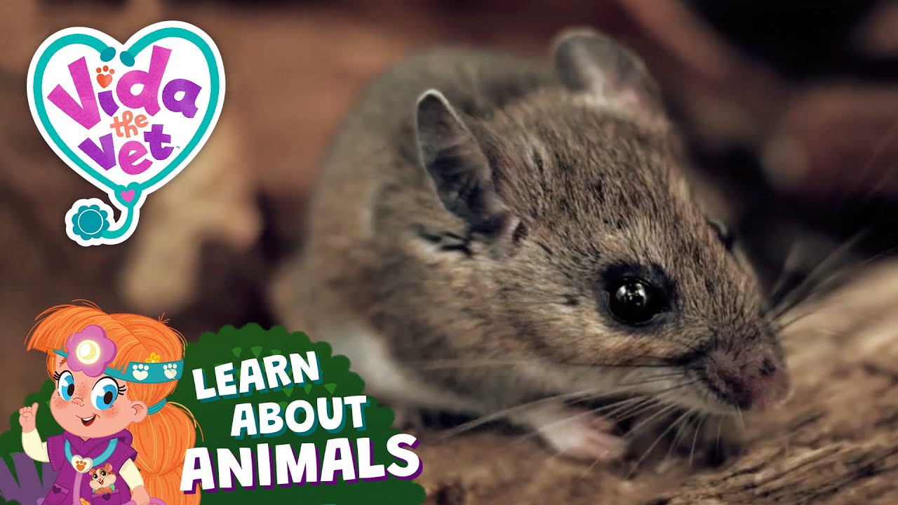 Let&rsquo;s Learn About Mice 🐭 | Vida the Vet | Educational Videos for Kids