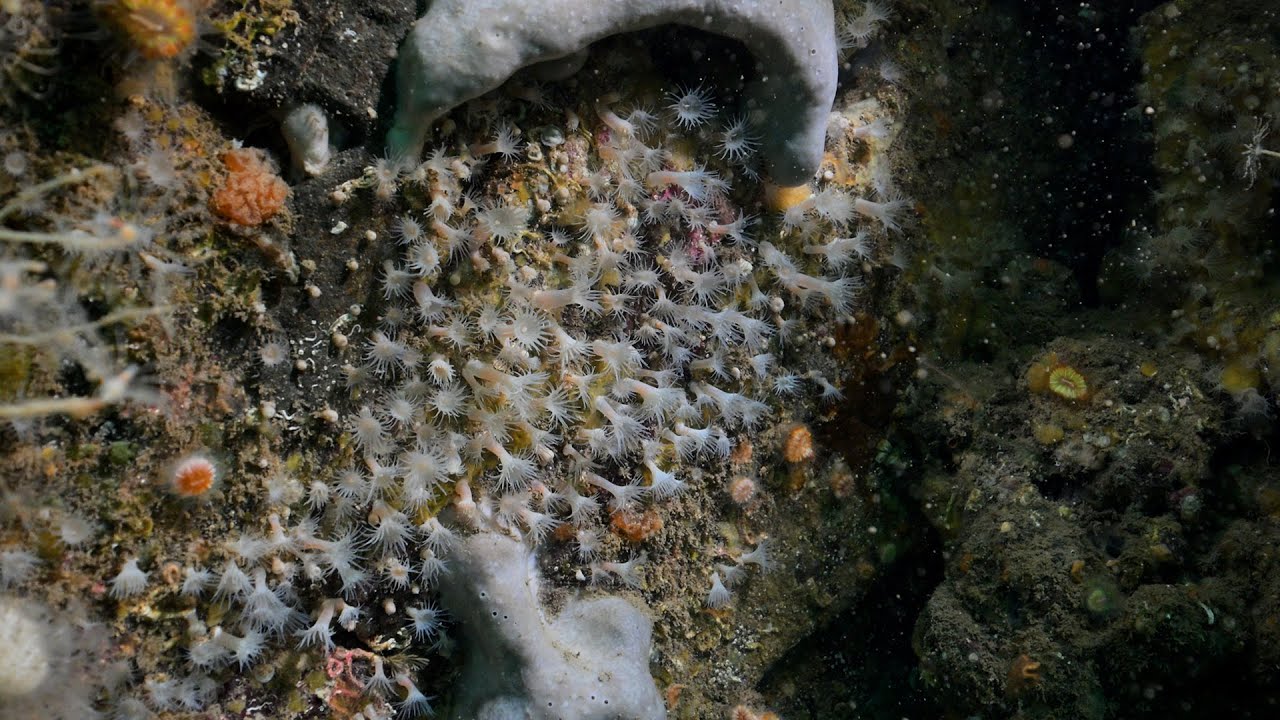 Marine Bio 101 - Colonial Sea Anemones