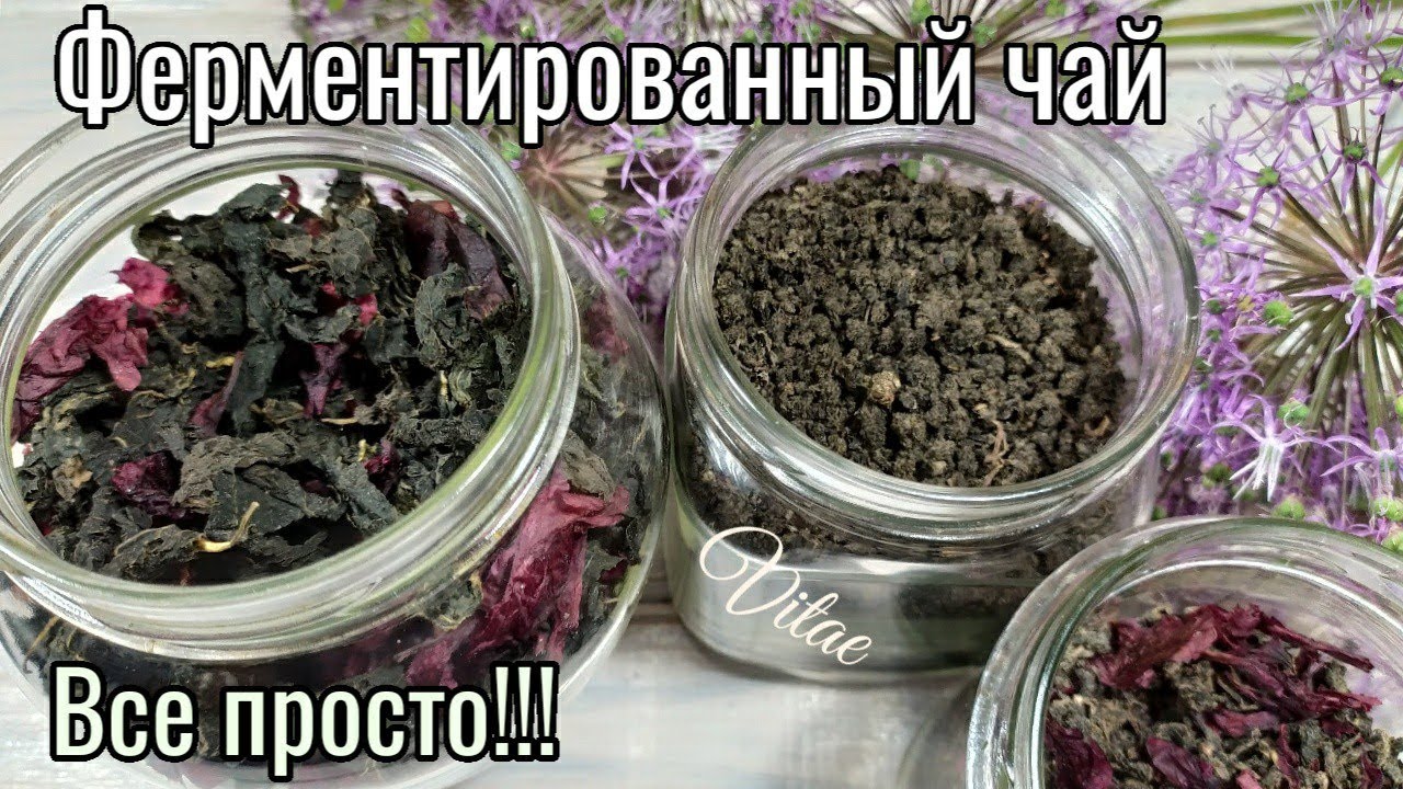FERMENTED TEA - a simple recipe from leaves and petals at home, the main principle.
