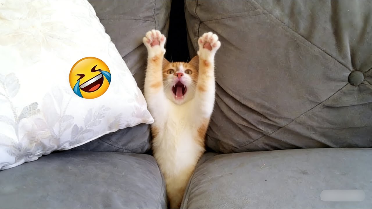 You laugh and you lose. The funniest cat and dog movies of 2026