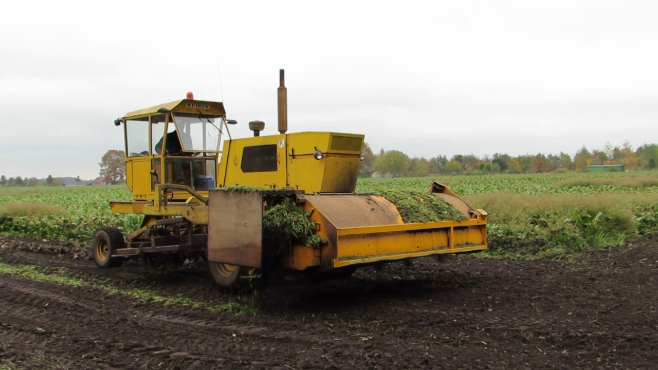 Bietenrooier Kuiken BR750