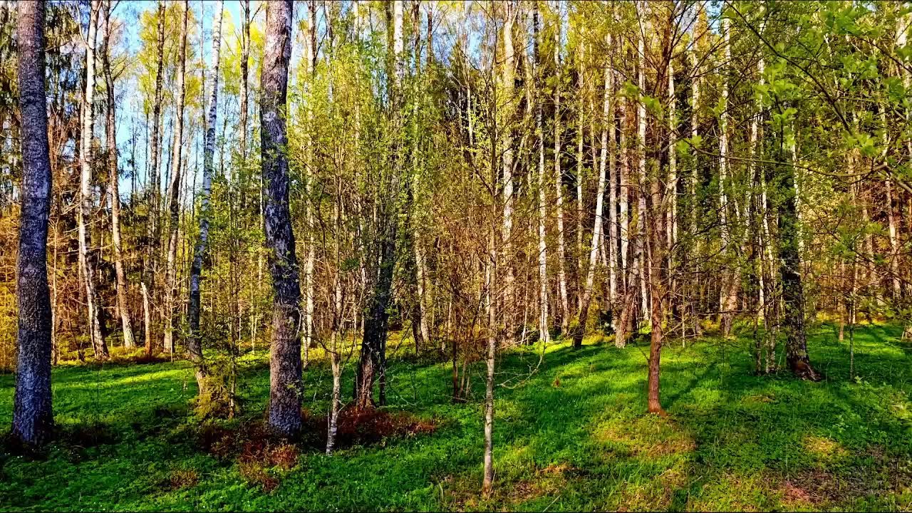Звуки леса в формате 4K для успокоения 🌿 Умиротворяющее пение птиц и звуки зелени для расслабления