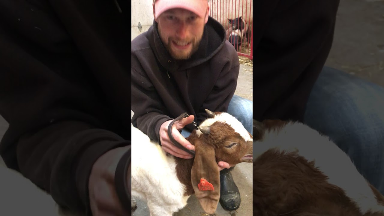 Intro to Goat Handling: 4/29/20
