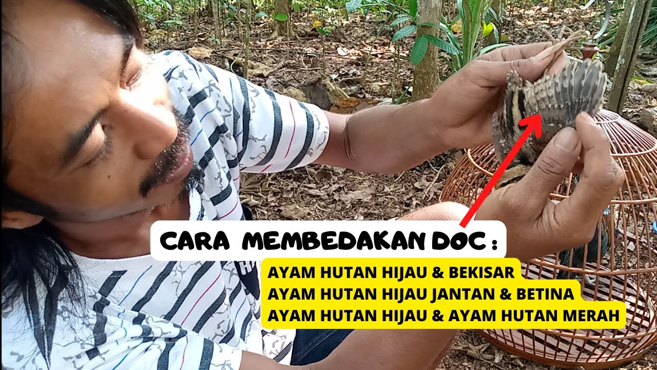 Cara Efektif Membedakan DOC Ayam Hutan Hijau Jantan dan Betina Versi Mas Aris
