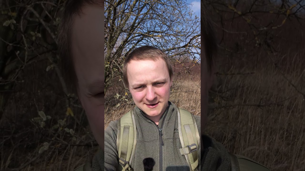Wierzba iwa (Salix caprea) - roślina dwupienna, jadalna #natura #wiosna