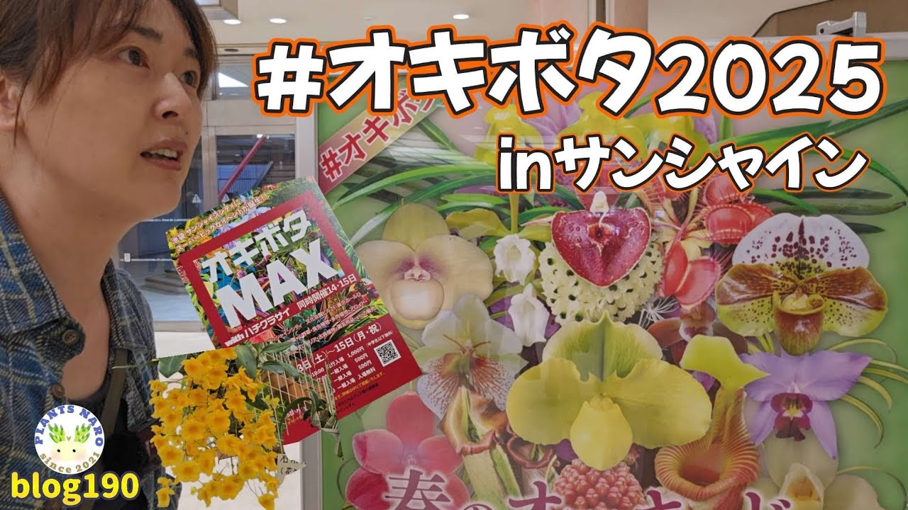 【次回はMAX⁉】どんなビカクシダあるかな🌈オーキッドポタニカル行ってきた🌱