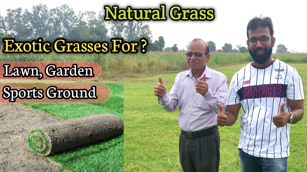 Buy Exotic Natural Grasses for Lawn, Garden, Yard, Sports Ground | At Wholesale Price